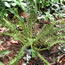 Athyrium filix-femina Cruciato-cristatum Lady Dre's Dagger